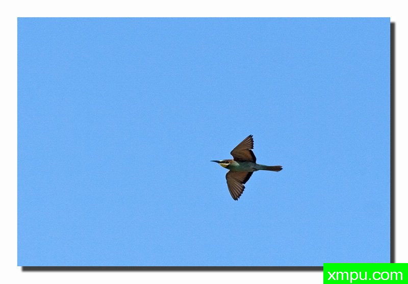 卡马格-法国--著名自然摄影师：菲利普Mineur [法国]