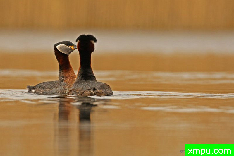 红颈鸊鷉---著名摄影师：Cezar摄影