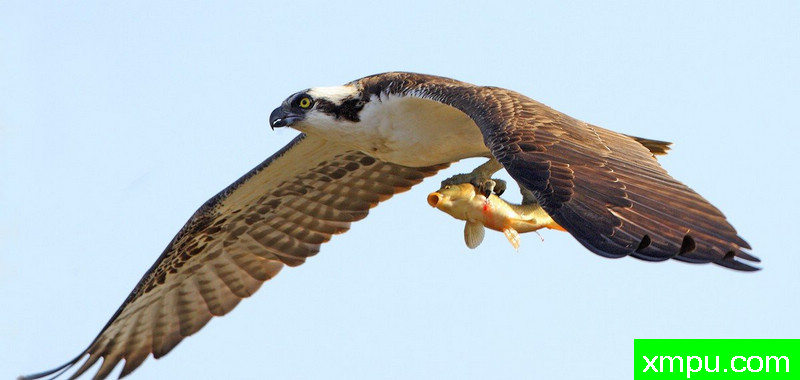 鱼鹰航空公司2---著名摄影师：TMJ摄影[美国]