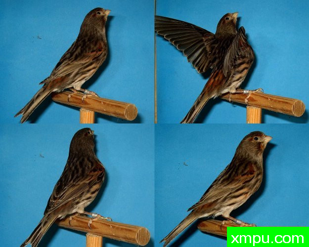 金丝雀--黑金丝群--摄影师：德卡纳里斯摄影[法国]