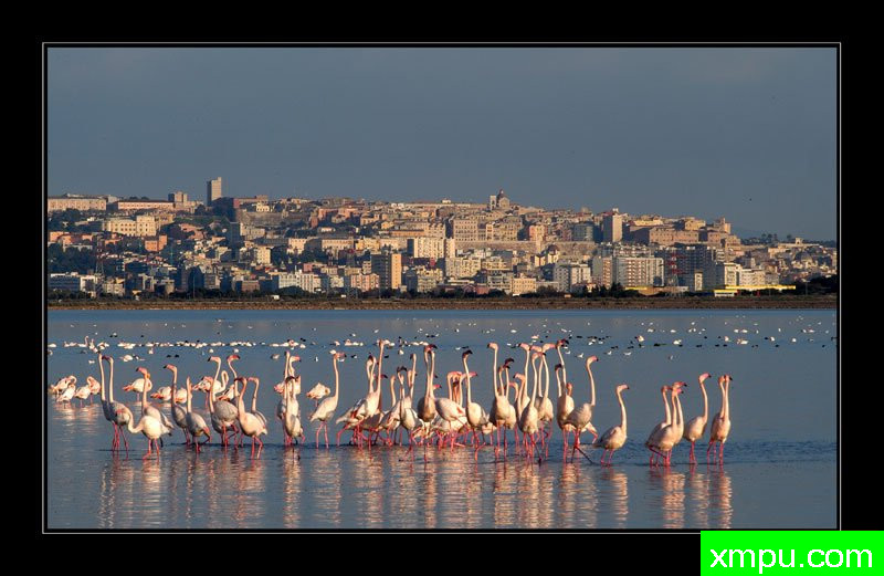 卡利亚里拉古纳婚礼巡游---摄影师： Giangiorgio Crisponi摄影