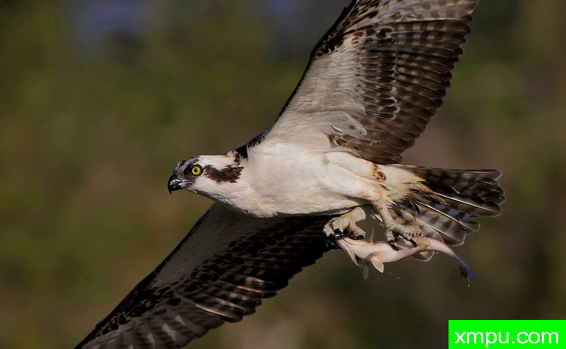 鱼鹰先生及小型晚宴！-著名摄影师：TMJ摄影[美国]