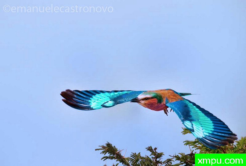 免费颜色---著名摄影师：李玛诺卡斯特罗诺沃摄影