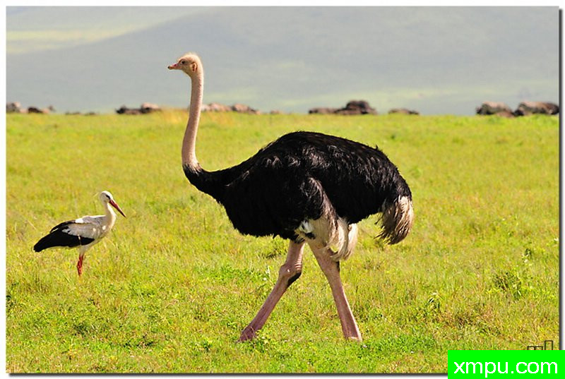 驼鸟---著名摄影师：行色摄影[中国]