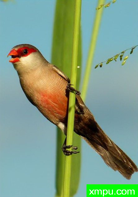 尔梅洛 - 鸟类的巴西百科全书