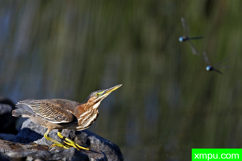 蜻蜓猎人---著名摄影师：TMJ摄影[美国]