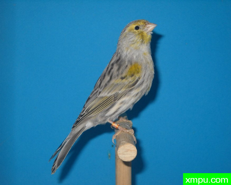 金丝雀-蛇纹黄叶玛瑙---著名摄影师：mapassion593112摄影