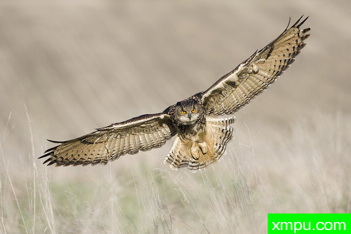 欧洲飞鹰---摄影师：爱德华兹摄影