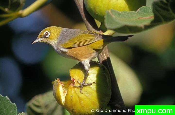 绣眼鸟02--著名荒野摄影师：罗布德拉蒙德摄影