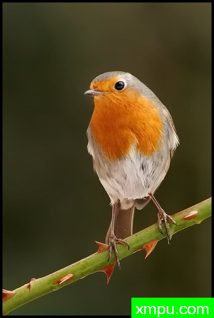 欧洲罗宾--著名摄影师：丹尼斯帕特里克洛伦茨摄影