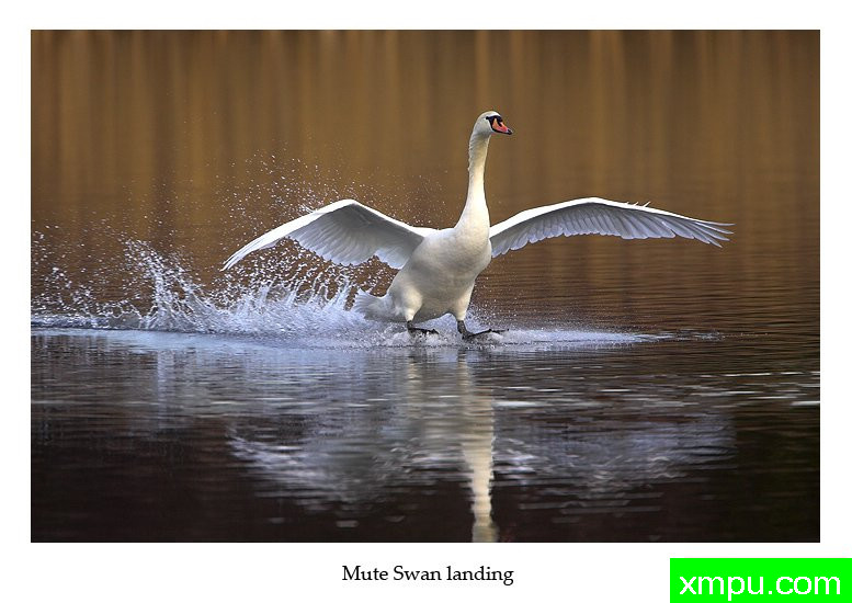 水上飘---摄影师： 丹尼绿色摄影