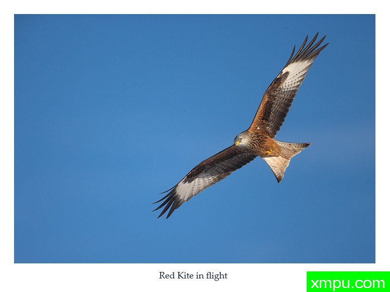 飞鹰01---摄影师： 丹尼绿色摄影