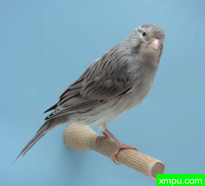 金丝雀-黑灰麻蛇玉鸟---著名摄影师：canarisliegeois摄影