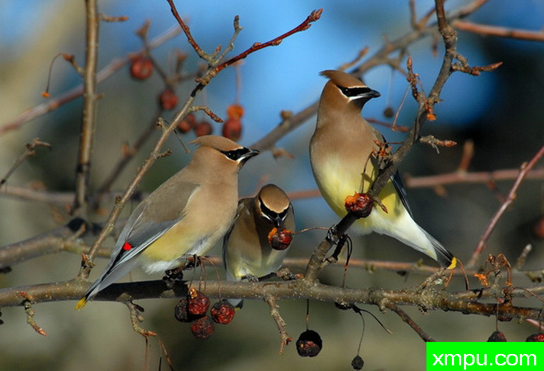 太平鸟 2--摄影师：彼得伊瓦诺斯基摄影