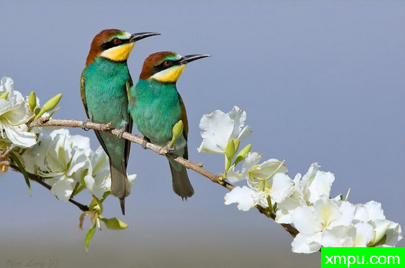 食蜜蜂鸟05[澳大利亚]---著名荒野摄影师：奥弗利维摄影