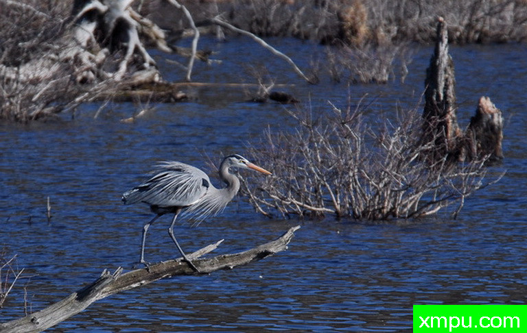大蓝鹭--摄影师：彼得伊瓦诺斯基摄影
