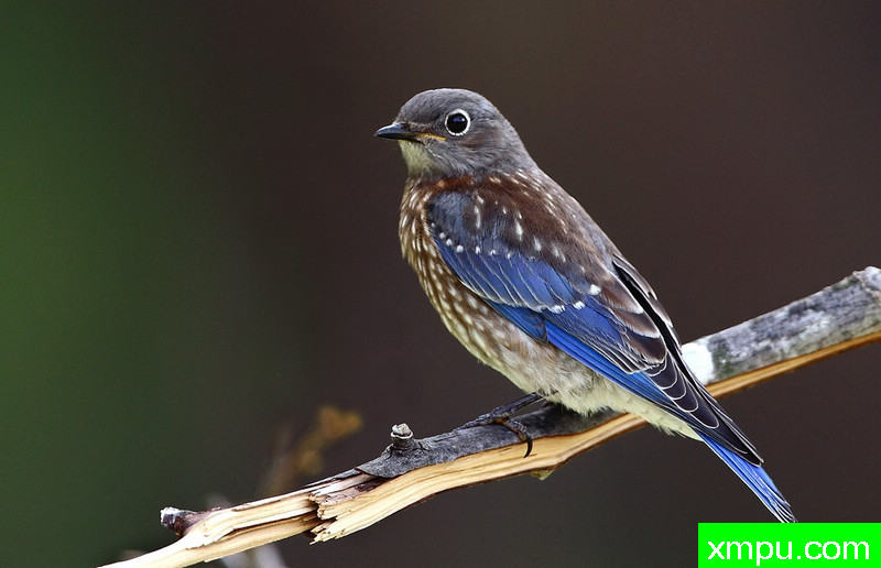 女蓝鸟---著名摄影师：TMJ摄影[美国]