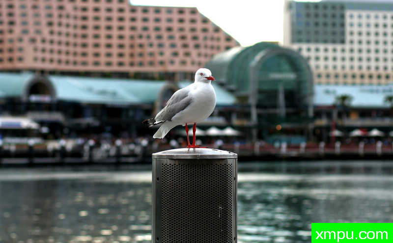 悉尼[奥大利亚]4--著名摄影师：holz_yu 摄影