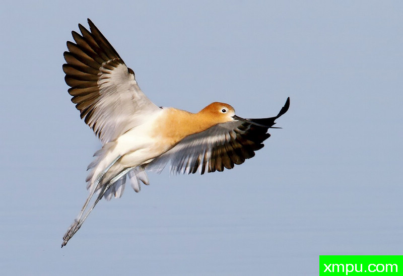 舞蹈阿沃塞特---著名摄影师：TMJ摄影[美国]