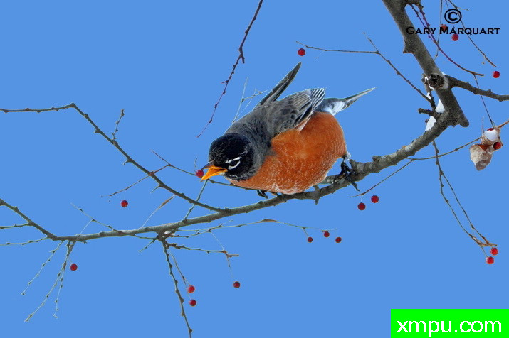 知更鸟--摄影师：加里马奎特摄影