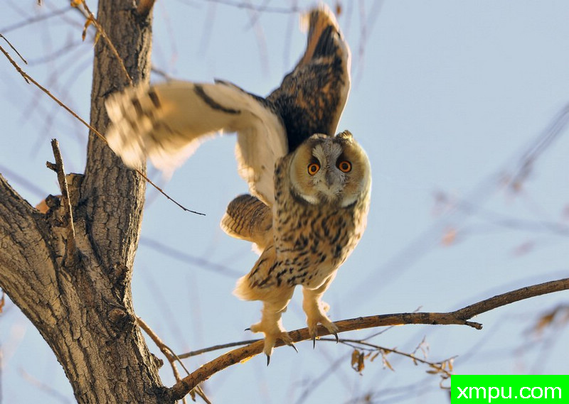 长耳鸮 2---著名摄影师：闲花野鹤摄影