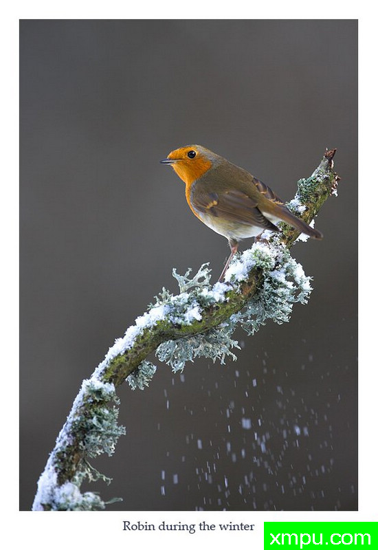 迎瑞雪02---摄影师： 丹尼绿色摄影