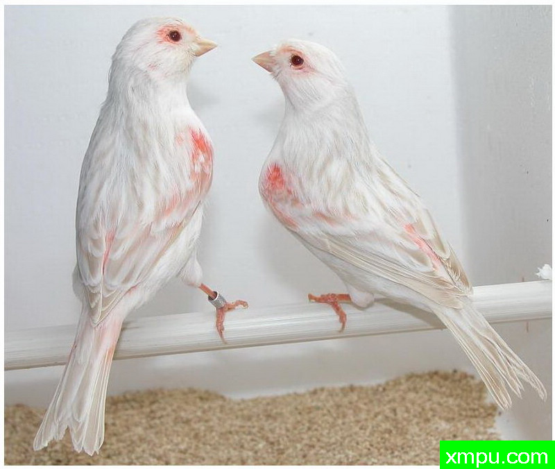 红色缎面拼接--著名摄影师：贡萨洛Basurto Antolin摄影