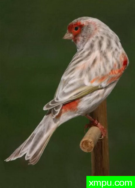 玛瑙胭脂玉鸟----摄影师：约翰凡德maelen 摄影[荷兰]