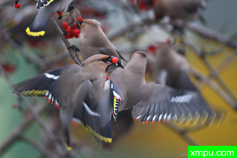 太平鸟在冬季---著名摄影师：Cezar摄影