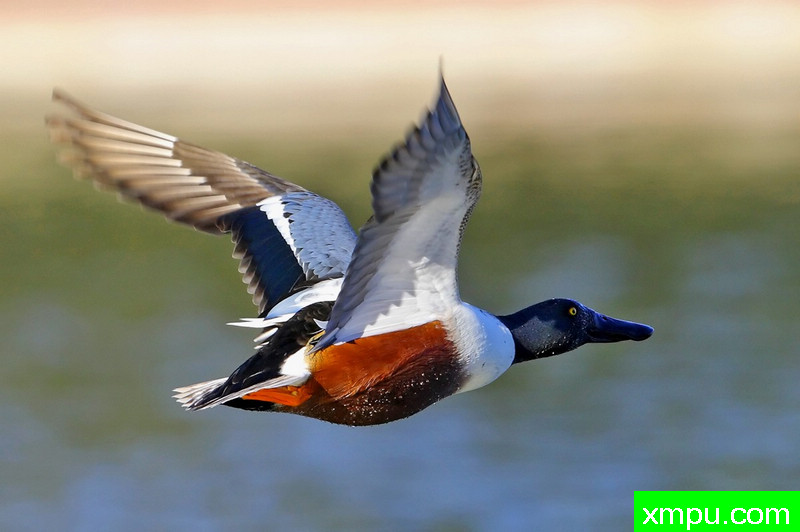 男琵嘴鸭-著名摄影师：TMJ摄影[美国]
