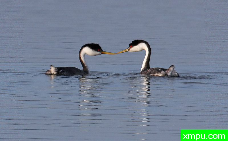 征服西方鸊鷉---著名摄影师：TMJ摄影[美国]