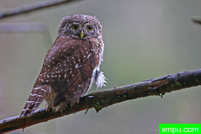 俾格米猫头鹰---著名摄影师：Cezar摄影
