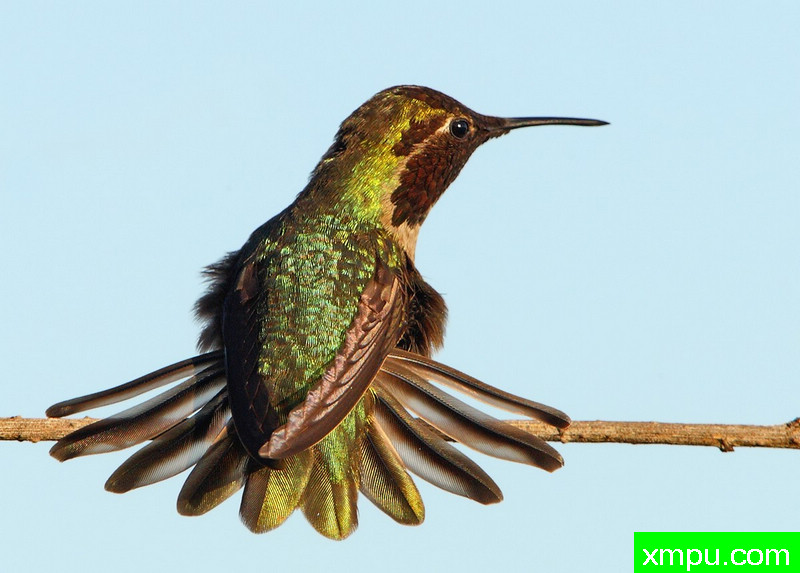 你喜欢我的尾巴？ ---著名摄影师：TMJ摄影[美国]