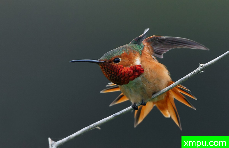 棕三先生02---著名摄影师：TMJ摄影[美国]