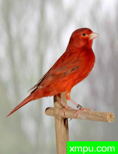 红桂皮玉鸟01----摄影师：约翰凡德maelen 摄影[荷兰]