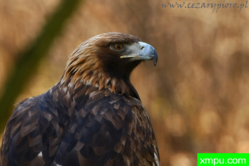 金鹰（拉奎拉chrysaetos--著名摄影师：Cezar摄影