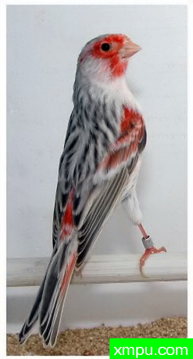 金丝雀--阿加塔粉彩 --著名摄影师：贡萨洛Basurto Antolin摄影