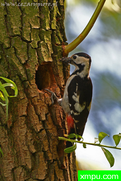 叙利亚啄木鸟（招引木槿）---著名摄影师：Cezar摄影