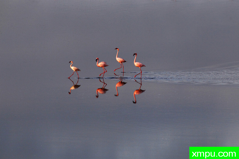 东非的火烈鸟[坦桑尼亚国]---著名摄影师：罗红摄影[中国]