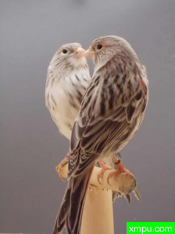 金丝雀-麻蛇纹相思2011年01[品种：蛇纹]---著名摄影师： trainer