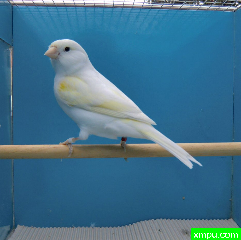 红眼金丝雀--黄飘玉鸟02--摄影师：coda49摄影