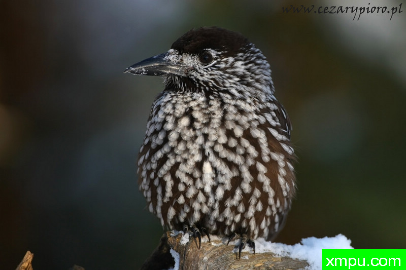 胡桃夹子（Nucifraga鸦）---著名摄影师：Cezar摄影