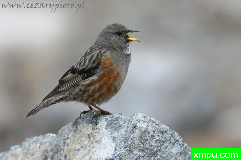 猎犬笛---著名摄影师：Cezar摄影