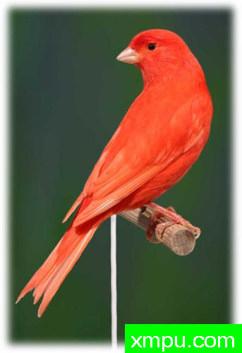 胭脂边----摄影师：约翰凡德maelen 摄影[荷兰]