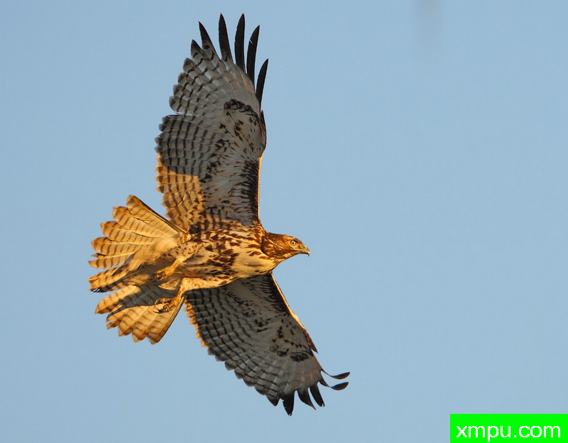 Redtail鹰-著名摄影师：TMJ摄影[美国]