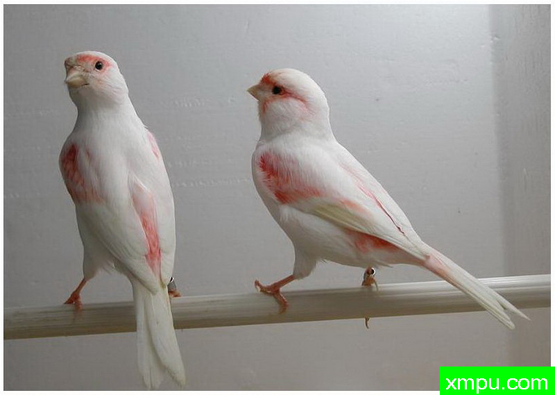 红眼金丝雀--红mosaico2 --著名摄影师：贡萨洛Basurto Antolin摄