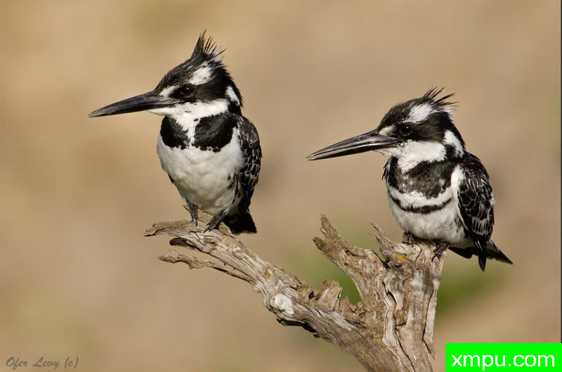 翠鸟02[澳大利亚]---著名荒野摄影师：杰拉德摄影