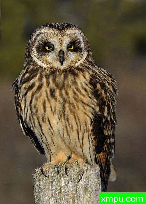 短耳猫头鹰2--摄影师：彼得伊瓦诺斯基摄影