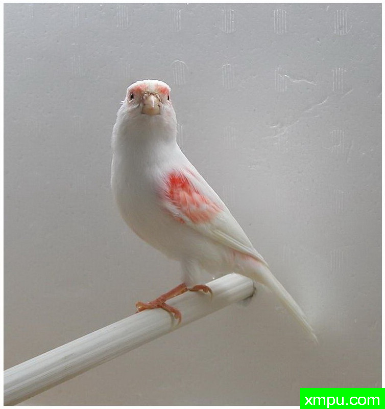 金丝雀--红mosaico3 --著名摄影师：贡萨洛Basurto Antolin摄影