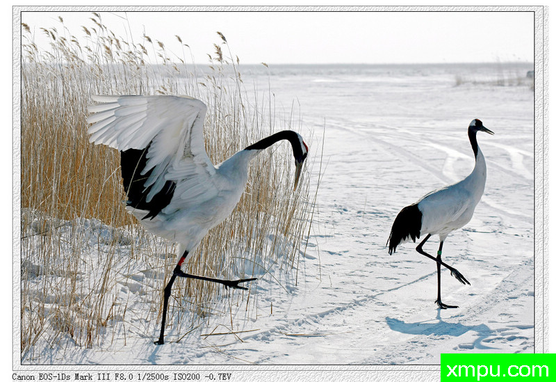 丹顶鹤[东北]01---著名摄影师：王漪摄影[江苏.苏州 .中国]
